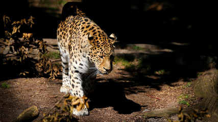 Fototapeta na wymiar Amur Leopard in The Sun