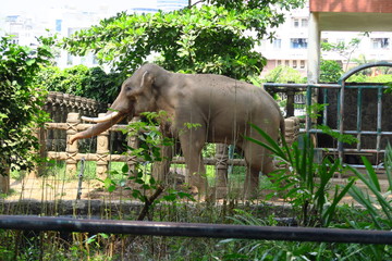 Éléphants avec defenses dans un zooo