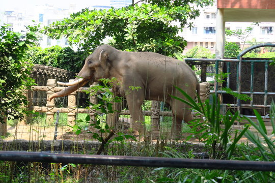 &Eacute;l&eacute;phants avec defenses dans un zooo