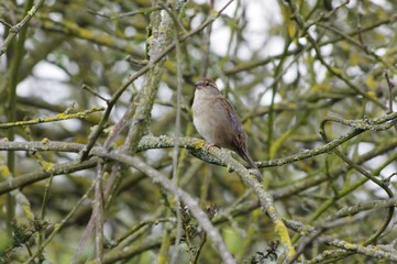 Un oiseau dans mon jardin