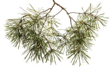 Fototapeta premium part of the pine branch. Isolated on white background