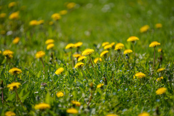 Löwenzahnblüte im Frühling