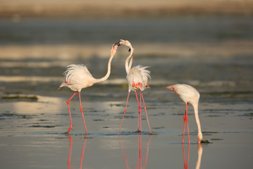 Obraz premium Greater Flamingos friendly fight at Eker creek, Bahrain 