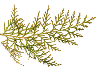 part of a juniper bush. Isolated on white background