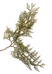 part of a juniper bush. Isolated on white background
