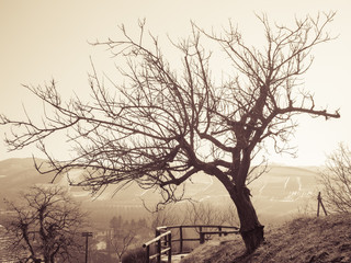 Naklejka premium Lonely tree
