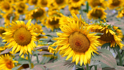 Obraz premium background of yellow sunflowers in summer