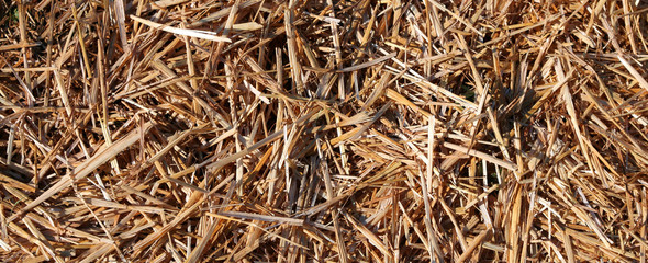 straw in the barn on the farm