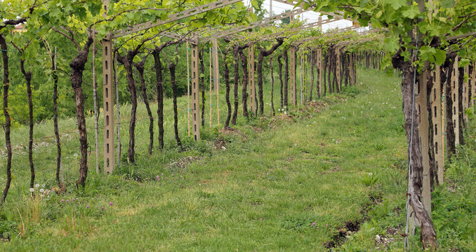 vineyard Bunches of grapes i