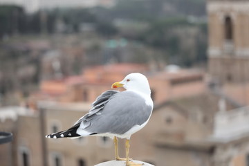 seagull with grey and white plumage in european city