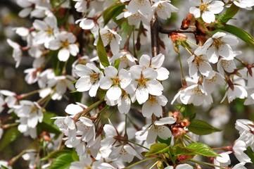 delicate white flower of decorative cherry in spring park in the period of rapid flowering