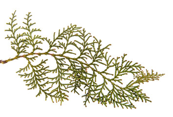Fototapeta na wymiar part of a juniper bush. Isolated on white background