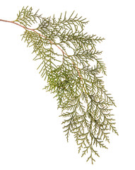 part of a juniper bush. Isolated on white background