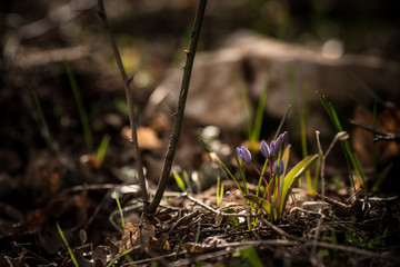 tender first spring March flowers lilac blue pasque-flower