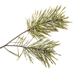 part of the pine branch. Isolated on white background