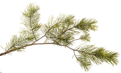 Fototapeta premium part of the pine branch. Isolated on white background