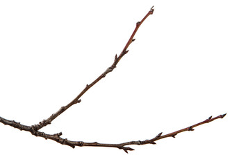 Dry branch of the fruit tree. Isolated on white background