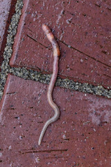 Gemeiner Regenwurm 7