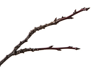 Dry branch of the fruit tree. Isolated on white background