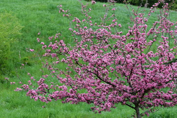 Sakura - Japanese cherry blossoming