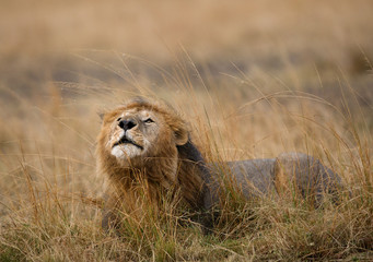 Lion in the Savannah during rain, Masai Mara