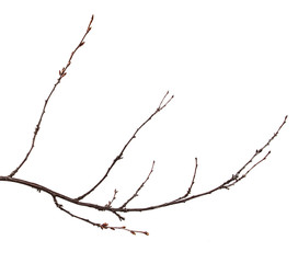 Dry branch of the fruit tree. Isolated on white background
