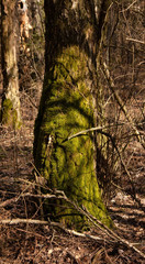 The trunk of an old forest tree covered with green moss with patches of light and shadow.