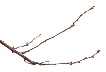 Dry branch of the fruit tree. Isolated on white background