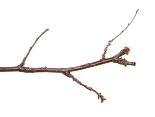 Dry branch of the fruit tree. Isolated on white background