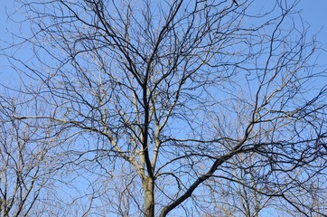 Trees without leaves