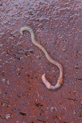 Gemeiner Regenwurm 3