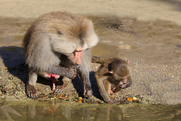 Mantelpavian / Hamadryas Baboon / Papio hamadryas.