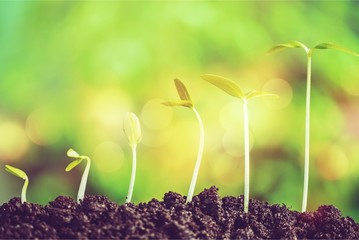 Growth of new life on  background