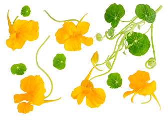 The flowers of nasturtium isolated on white, top view