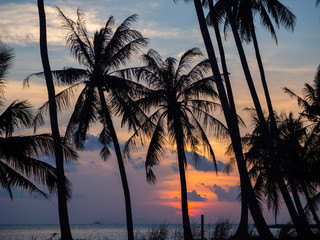 Silhouette of palm trees at sunset and multicolored clouds. Koh Phangan Thailand