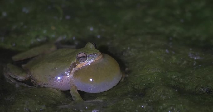 Close-Up: Ribbiting Frog Sitting in Muck at Nighttime in San Simeon, California
