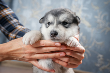 Girl holding a puppy Alaskan Malamute in his hands