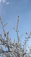 Flowering branch photo. Blue sky. Wallpaper background.