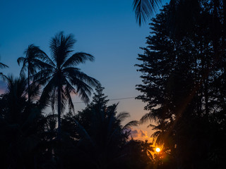 Fototapeta premium Silhouette of palm trees at sunset and multicolored clouds. Koh Phangan Thailand