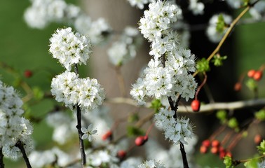 printemps