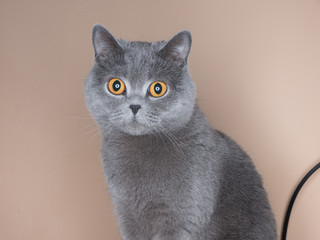 portrait cat british