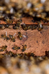A beehive, a view from the inside. The bee-hut. Honey bee. Entrance to the hive.