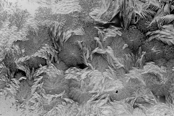 Black and white drawings on the glass in the frost