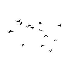 Birds
