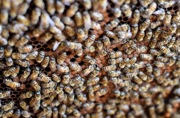 A dense cluster of swarms of bees in the nest. Working bees, drones and uterus in a swarm of bees. Honey bee. Accumulation of insects.