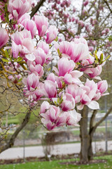 Obraz premium Magnolia x soulangeana Blüte