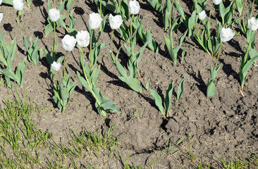 A flower bed with white tulips. White tulips, bulbous plants. White flowers