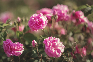 A bush of Pink roses in sunset backlight