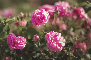 Naklejka na ściany i meble A bush of Pink roses in sunset backlight