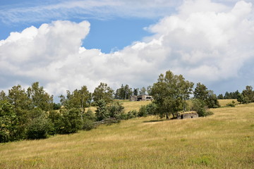 Meadow with trees